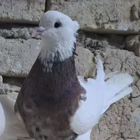 کبوترطوقی
