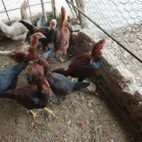 فروش مرغ و خروس محلی