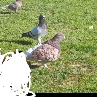 فروش ۲۰ جفت پلاکی و آبی دوخط