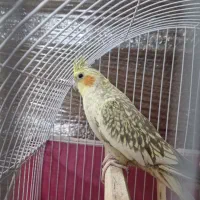 عروس هلندی