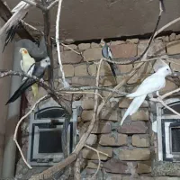 طوطی عروس هلندی