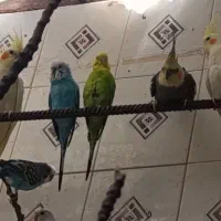 عروس هلندی