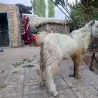 فروش مرغ گلین چابهاری و محلی