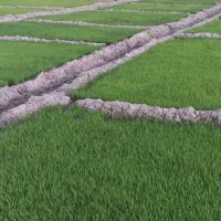 فروش تخم شلتوک(چلتیک) گهر