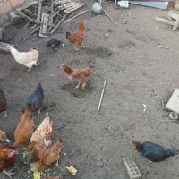 فروش مرغ محلی