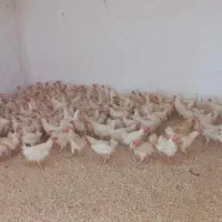 مرغ سفید جوان|حیوانات مزرعه|ارومیه, |دیوار