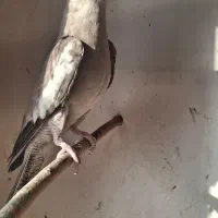 طوطی وایت فیس|پرنده|نکا, |دیوار