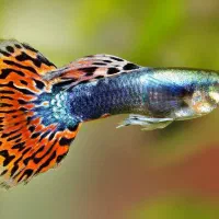 فروش ماهی کوی گوپی ۵۰٪ درصد تخفیف|ماهی|مشهد, نیروی هوایی|دیوار