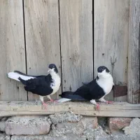 کبوتر درجه یک