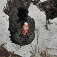 بوقلمون محلی|حیوانات مزرعه|اهر, |دیوار