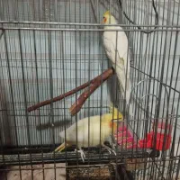 سلام ،یک جفت عروس هلندی مولد مست وسرحال|پرنده|قائمشهر, |دیوار