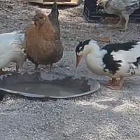 دو اردک و یک جوجه