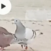 کفتر گمشده.