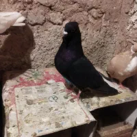 کبوتر|پرنده|تربت‌حیدریه, قاسم آباد|دیوار