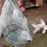 کبوترهفت رنگ