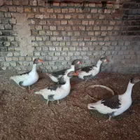 غاز نر و ماده