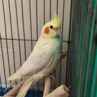 عروس هلندی پیدا شده