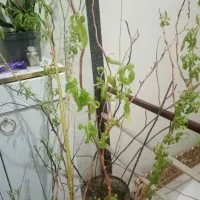 نهال بید فر