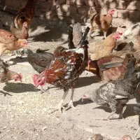 مرغ و خروس