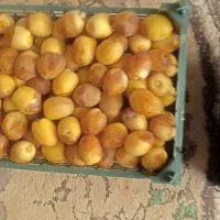 رطب برحی