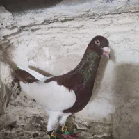 کفتر یهودی|پرنده|اقبالیه, |دیوار