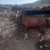 سلام هر عزیزی خاست در خدمت هستیم|اسب و تجهیزات اسب‌سواری|مبارکه, |دیوار