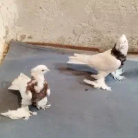 کبوتر|پرنده|خمینی‌شهر, |دیوار
