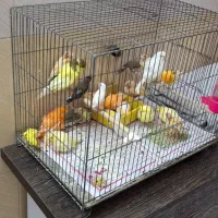 قناری|پرنده|قم, دروازه چوبی|دیوار