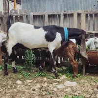 فروش یک راس بز کامورونی