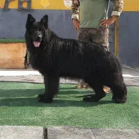 سگ ژرمن بلک موبلند