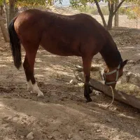 کره مادیون|اسب و تجهیزات اسبسواری|زاغه, |دیوار