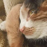 واگذاری فوری