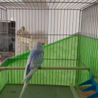 مرغ عشق. عروس هلندی. قناری|پرنده|فردیس, منظریه|دیوار