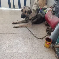 پژدر نر