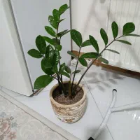 گلدان زاموغیلیا طبیعی