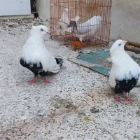 یک جفت دم سیاه درجه یک کشیده|پرنده|جم, |دیوار