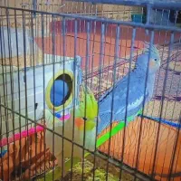 عروس هلندی لوتینو بالغ|پرنده|زابل, |دیوار