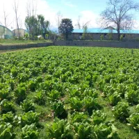 فروش کاهو پیچ