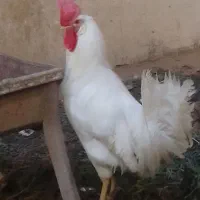 خروس سفید