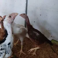 جوجه لاری