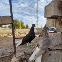 جوجه دمسفید