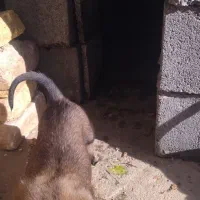 توله بلژیک مالینیو|سگ|سمیرم, |دیوار