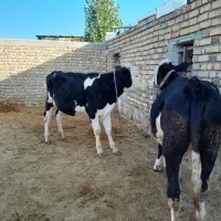 گوساله2راس تلیسه ابستن باگوساله نر  تک رنگ
