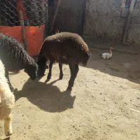 گوسفند هترو زایگوت