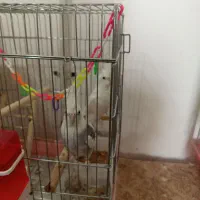 عروس هلندی آلببنوسفیدپروانه ای