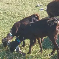 دو عدد بزغاله ماده  پاکستان|حیوانات مزرعه|خواجه, |دیوار