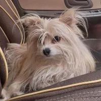 سگ گم شده|حیوانات|کرمان, |دیوار