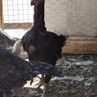 مرغ و خروس لاری اوشامو|حیوانات مزرعه|باغ بهادران, |دیوار