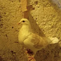 کبوتر ماده|پرنده|تربت جام, یحیی آباد|دیوار