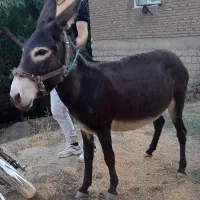 خرگله ای|حیوانات مزرعه|دیواندره, |دیوار